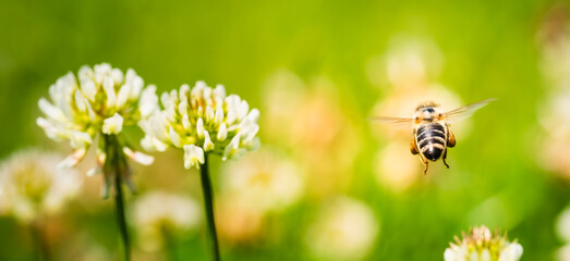 Close up of honey bee flying on the clover flower in the green field. Good for banner. Green background.