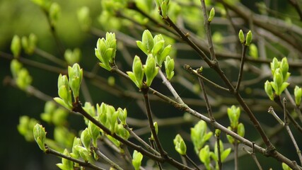 Canvas Print - Closeup shot of green buds growing on a tree branch