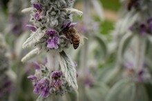 Closeup Shot Of A Bee On The Dry English Lavender Flower