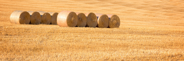 Wall Mural - hay bales in a field in summer after harvest. panoramic countryside background with copy space