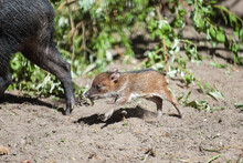 Collared Peccary (also Javelina Or Skunk Pig Or Pecari Tajacu) Is A Medium-sized Pig-like Hoofed Mammal Of The Family Tayassuidae (New World Pigs). Baby Peccary Under The Feet Of Adults. First Steps