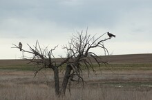 Two Buzzards Standing On The Dry Tree's Branches In A Field