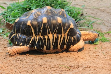 Poster - Closeup of radiated tortoise eating leaves on sandy ground