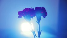 Two Red Carnations In Blue Light Close-up