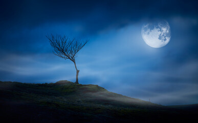 Wall Mural - a halloween spooky lone bare branch tree in an isolated moors landscape at night with a full moon an