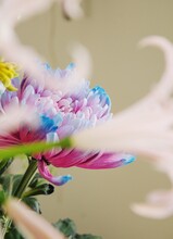 Blue And Pink Peony Flower 