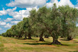 Italy Puglia olive trees