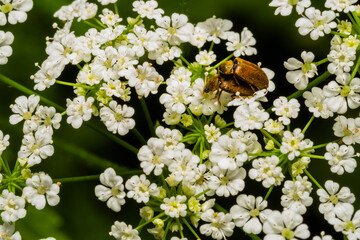 Two little Bugs on small white Blossoms, two small golden bugs on white little blossoms