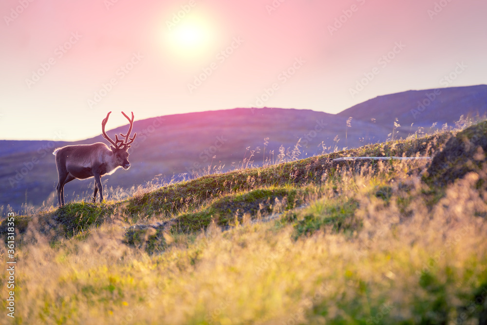 Reindeer grazing on a hill in Lapland at sunset - obrazy, fototapety, plakaty 