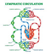 Lymphatic circulation system with lymph transportation vector illustration.