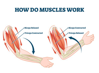 how do muscles work labeled principle explanation scheme vector illustration