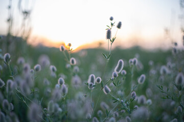 Field clover-meadow grasses in the summer in the field