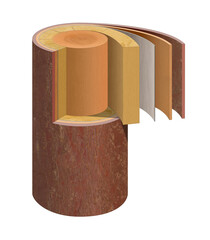 Cross-section of a tree stem