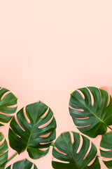 Wall Mural - Beautiful tropical palm monstera leaves branch isolated on bright pink background, top view, flat lay, overhead above summer beauty blank design concept.