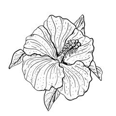 Wall Mural - Hand drawn monochrome hibiscus flower clipart. Floral design element. Isolated on white background. Vector
