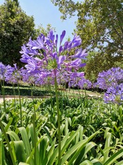 Purple flower garden in Valencia 2