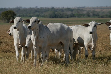 Pecuária, Bovinocultura, Nelore, Fazenda, Mato grosso, Cerrado, Brasil, corte, frigorífico