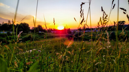 sunset in the field