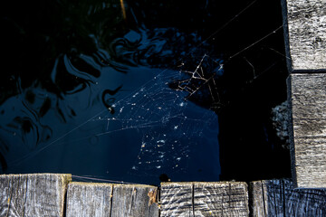 Easy web closeup on the defocused background of water