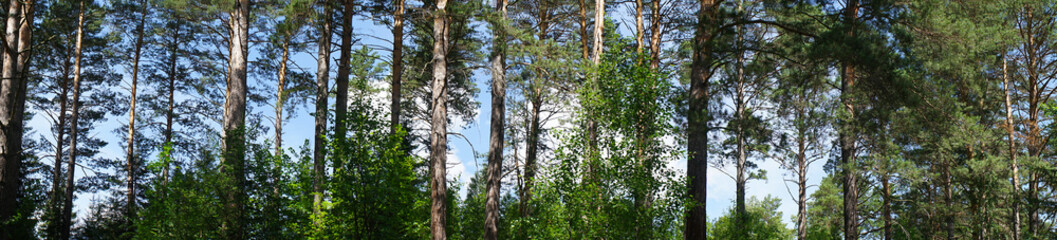 Wall Mural - Green forest against the blue sky. Panoramic landscape of woodland. Nature background. Tree trunks against the sky.