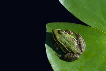 Wall Mural - Small green european green frog sitting on a water lily leaf in dark water seen directly from above