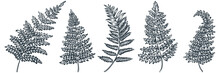 Fern Leaves Set, Vector Sketch Illustration. Hand Drawn Floral Nature Vintage Design Elements. Garden Tropical Plant