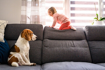 Little baby girl with beagle dog sitting on the sofa at home.