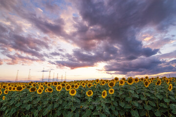 Wall Mural - Sunflower field at sunset.