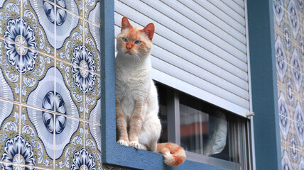 Cute cat is resting by the window.
The facade of the picturesque, Portuguese tiles, perfectly fills the frame.