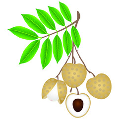 Wall Mural - Longan berries on a branch with leaves on a white background.