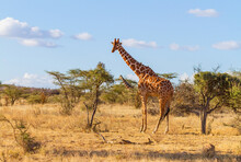 Reticulated Giraffe At Thorn Bush In Dry Savannah Of Samburu Reserve, Kenya, Africa With Blue Sky. "Giraffa Camelopardalis Reticulata" As Seen On African Safari Vacation