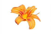 Orange Single Lily Isolated On White