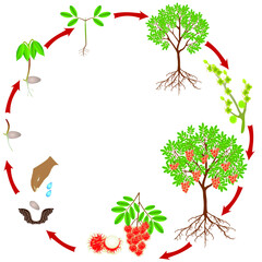 Wall Mural - Life cycle of a rambutan plant on a white background.