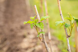 Fototapeta  - Young Growth Of Raspberries With Leaves In Garden In Springtime.