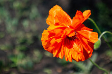 Blooming Poppy Fields In Bright Orange Attract Addicts.