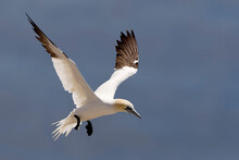 In Flight Northern Gannet, Sula Leucogaster