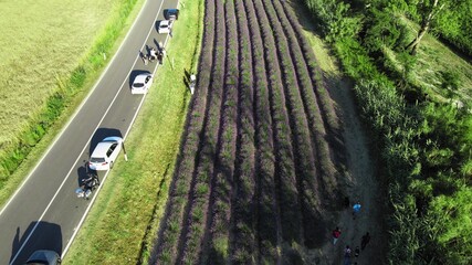 Wall Mural - Lavender meadows in open countryside. Amazing aerial view in summer season