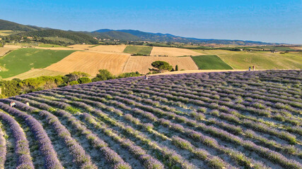 Wall Mural - Overhead aerial view of Lavender Fields in the countryside, summer season, drone viewpoint