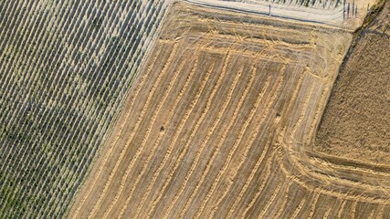 Wall Mural - Overhead aerial view of Lavender Fields in the countryside, summer season, drone viewpoint