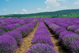 Fototapeta Krajobraz - landscape with a field cultivated with lavender