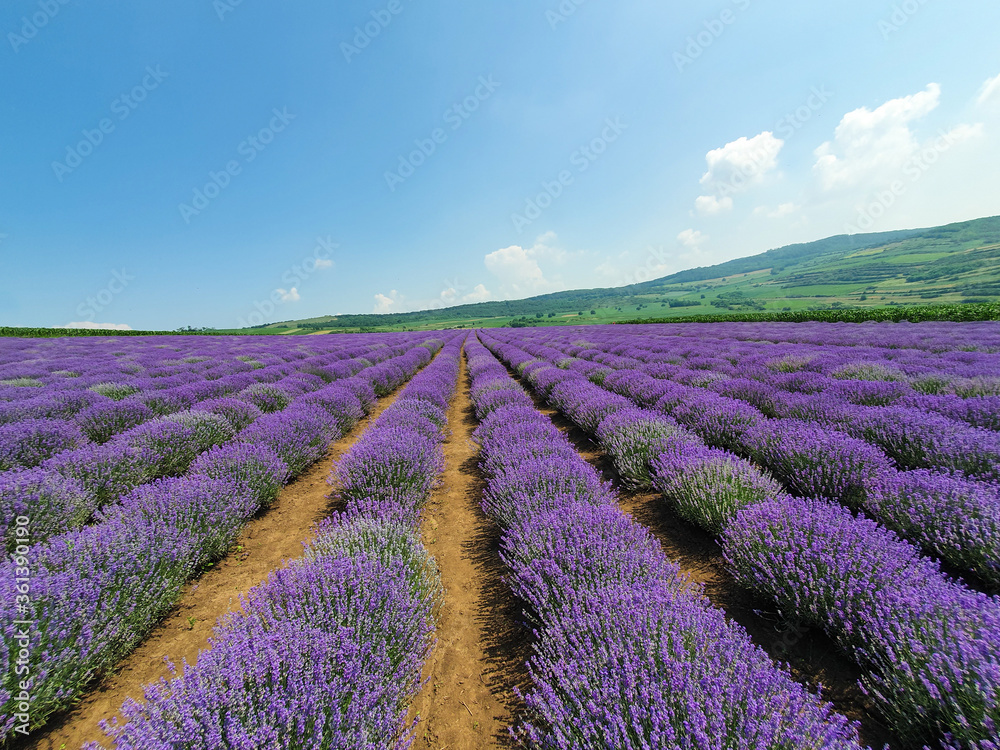 a field of lavender flowers with selective focus - obrazy, fototapety, plakaty 