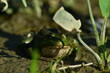 a green frog sits on seaweed on the river