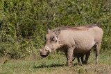 Fototapeta Sawanna - Adult Warthog standing and eating grass along the verge of a gravel road