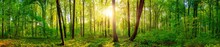 Panorama Of A Beautiful Green Forest With Bright Sun Shining Through Large Trees
