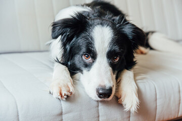 Poster - Funny portrait of cute smiling puppy dog border collie on couch indoors. New lovely member of family little dog at home gazing and waiting. Pet care and animals concept.