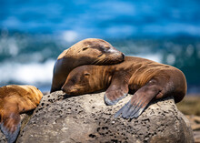 Sea Lion Resting On The Rocks