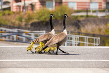 Two Adult Canadian Geese And Their  Fluffy Goslings Waddle Down A Street In Springtime

