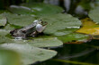 żaba na liściu 