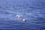 Fototapeta Las - The white swan couple swimming in the wavy sea. Swans symbolize the pure love and greatness of beings.