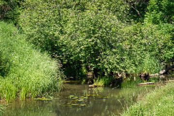 Wall Mural - Russian landscape. Picturesque summer landscape with a real river and coastal plants. Green nature with wild forest and beautiful river  from true Russian nature.